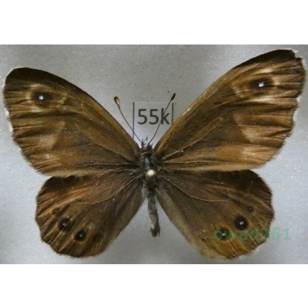 Lasiommata deidamia (Eversmann, 1851) male Russia55k